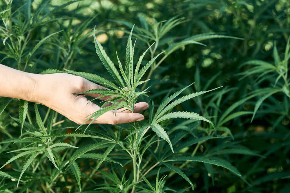 Kratom vs. Delta 8: Comparing Two Popular Natural Products
