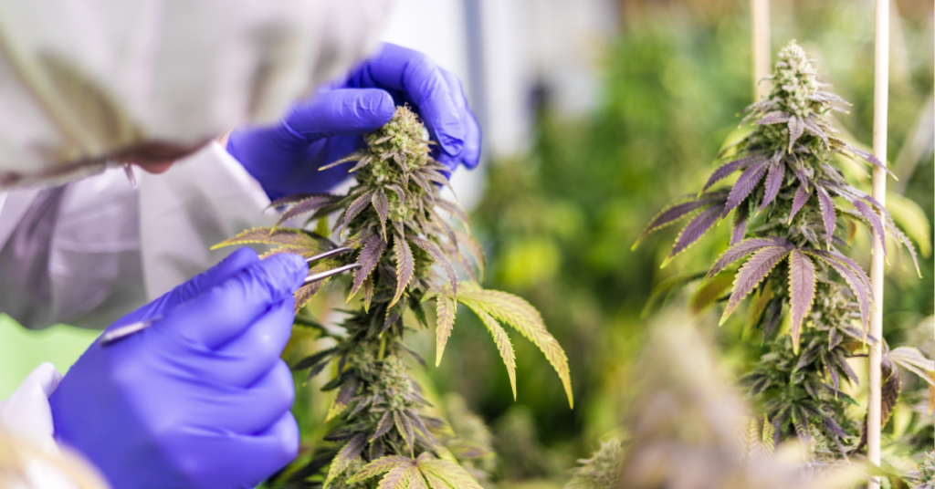 How Long Do CBD Gummies Last? Factors That Affect Potency Over Time