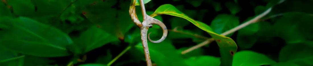Cat’s Claw (Uncaria tomentosa): Origin and Story of an Amazonian Vine
