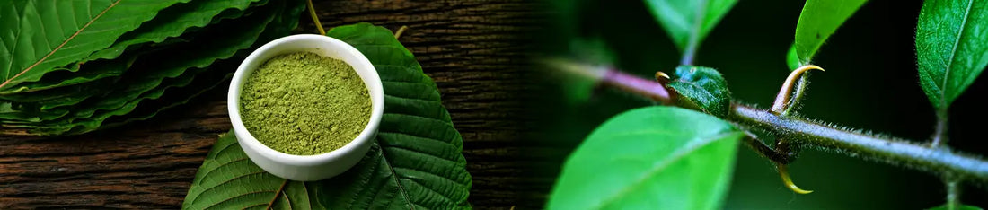 Cat’s Claw vs Kratom: What’s the Real Difference?