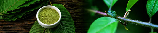 Cat’s Claw vs Kratom: What’s the Real Difference?