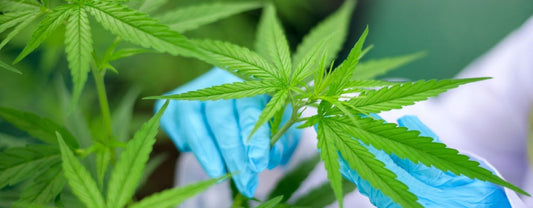 Is Delta 8 Or CBD Better For Pain? A Guide