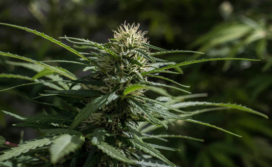 What Is a High THC Percentage in Flower? A Simple Guide