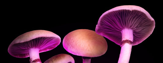 How Long Do Magic Mushrooms Stay in Your System? A Guide