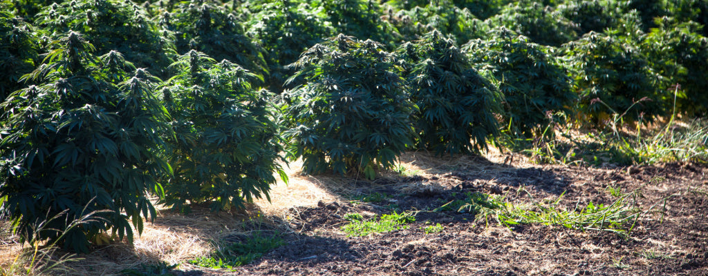 The Future of Cannabis: A Look At The Growth of Delta 8