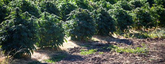 The Future of Cannabis: A Look At The Growth of Delta 8