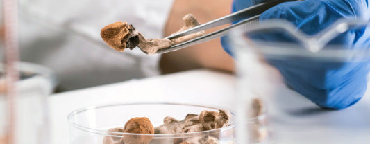 Recreational Mushrooms: Everything You Need To Know