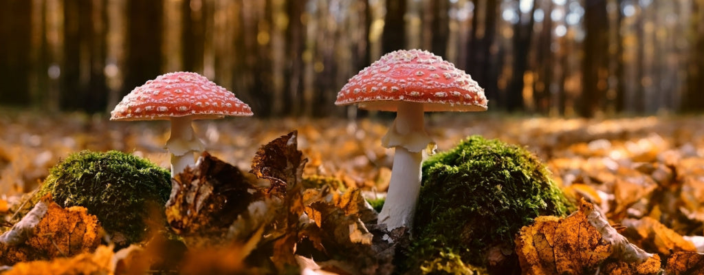 Do Mushroom Supplements Actually Work?