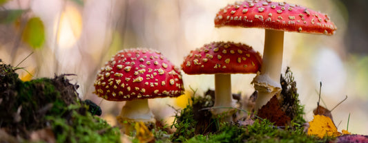 4 Mushroom Supplements Benefits That Are Good For You