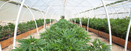 A Cannabinoid Guide For 1st-Time Users
