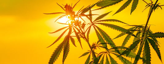 Synthetic Cannabinoids: What Are They & What Are Their Effects?