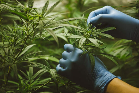 What Is THC-B?