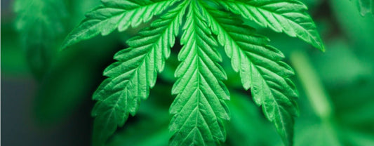 Here Are the Best CBD Strains in 2024