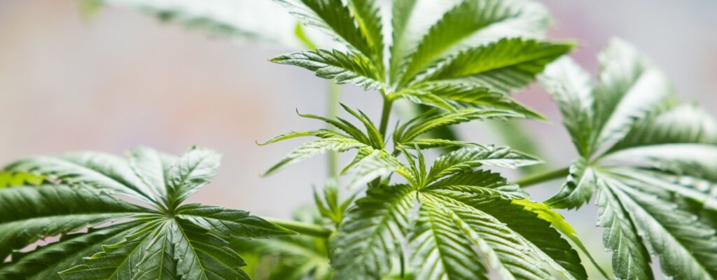What Are THC-A’s Effects on Your Body and Mind?