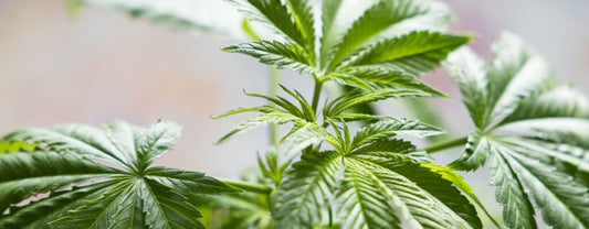 What Are THC-A’s Effects on Your Body and Mind?