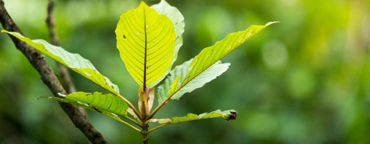 What is Kratom? Your Questions Answered