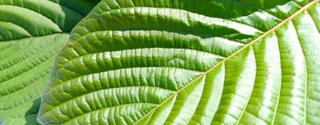 Finding Your Perfect Kratom Dosage: How Much is Right for You?