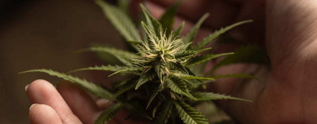 Smoking Hemp Flower vs. Weed: What’s The Difference?