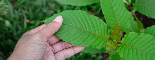 Can You Smoke Kratom? What You Need to Know