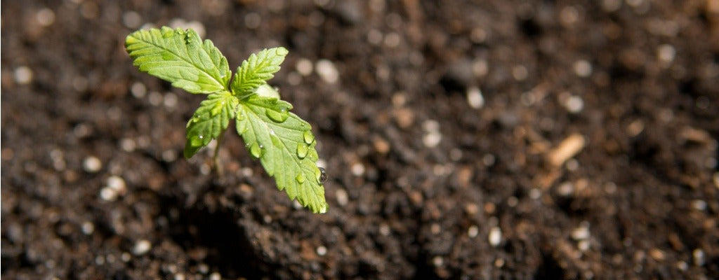 Safely Microdosing Delta 8 for All-Day Productivity