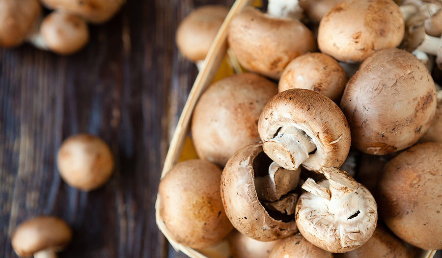 Mushroom Supplements: Examining the Benefits
