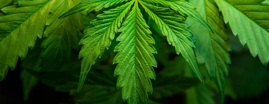 What Size Paper to Make Mini Hash Holes: Hash Hole FAQs and Answers