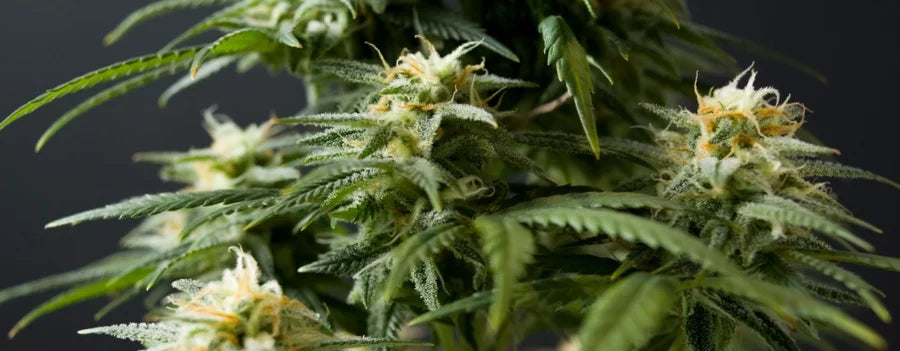 Is THC-A Prematurely Harvested Flower? A Guide