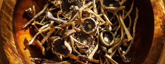 Do Mushrooms Show Up on Drug Tests? The Truth Uncovered