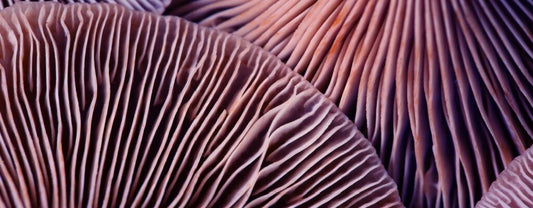 How Long Does a Mushroom Trip Actually Last?