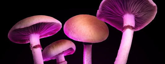 How Long Do Magic Mushrooms Stay in Your System? A Guide