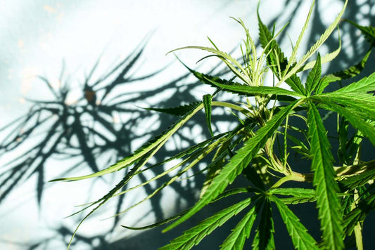 Is THC-P Safe & Legal?