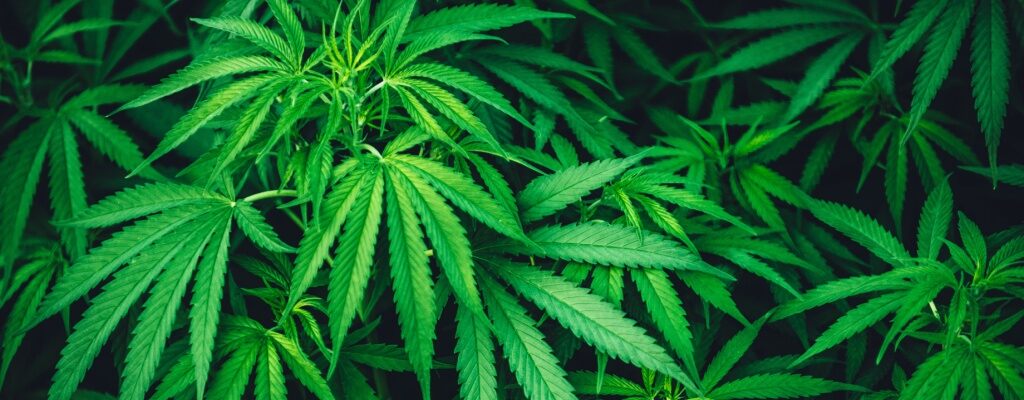 Is HHC Stronger Than THC or THC-O? Comparing Cannabinoids