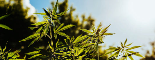 What is THC-X?
