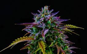 Is Delta 11 Potent?