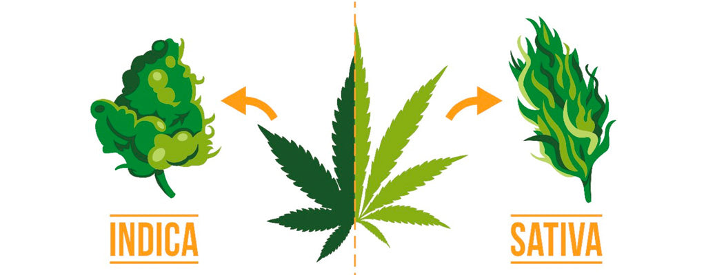 Is Sativa or Indica Better for Anxiety?