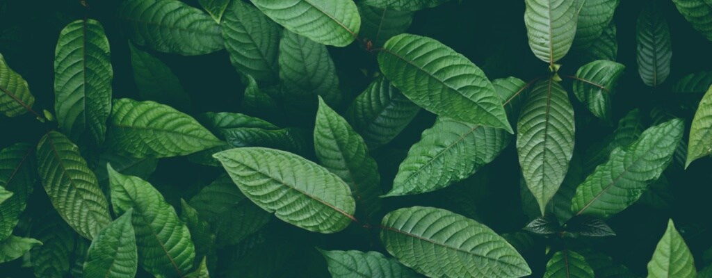 How to Find the Right Kratom Dosage for Chronic Pain Relief