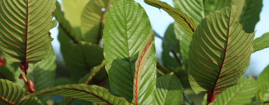 Does Kratom Get You High? Exploring The Effects