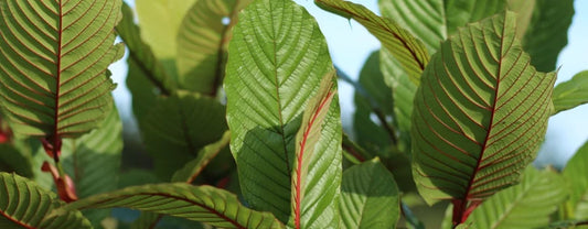 Does Kratom Get You High? Exploring The Effects