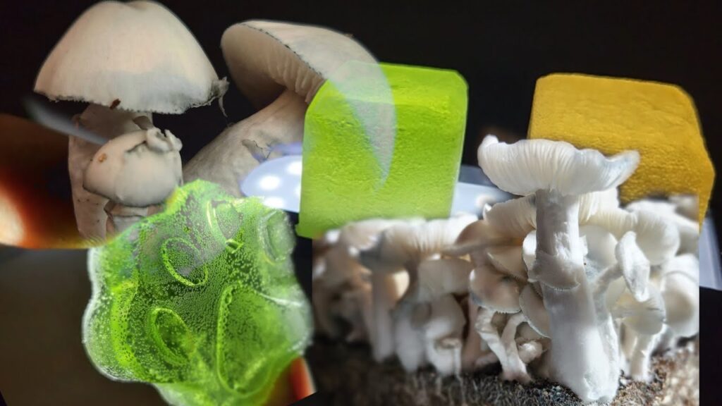 How Long Do Mushroom Gummy Effects Last?
