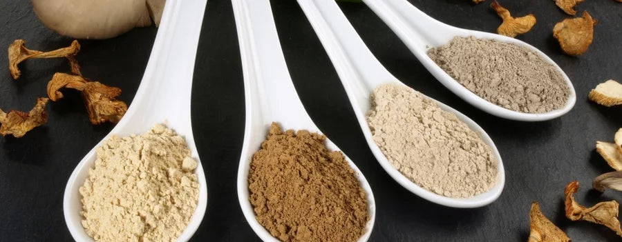 Mushroom Blend Benefits That Boost Your Wellness