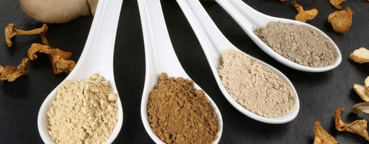 Mushroom Blend Benefits That Boost Your Wellness
