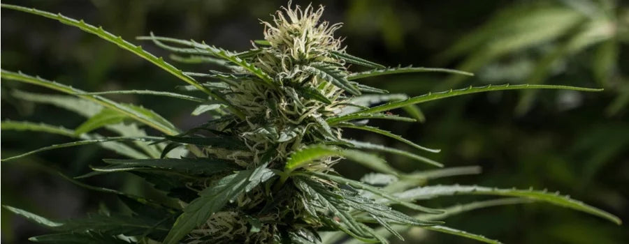How is THCa Flower Made? Your Questions Answered