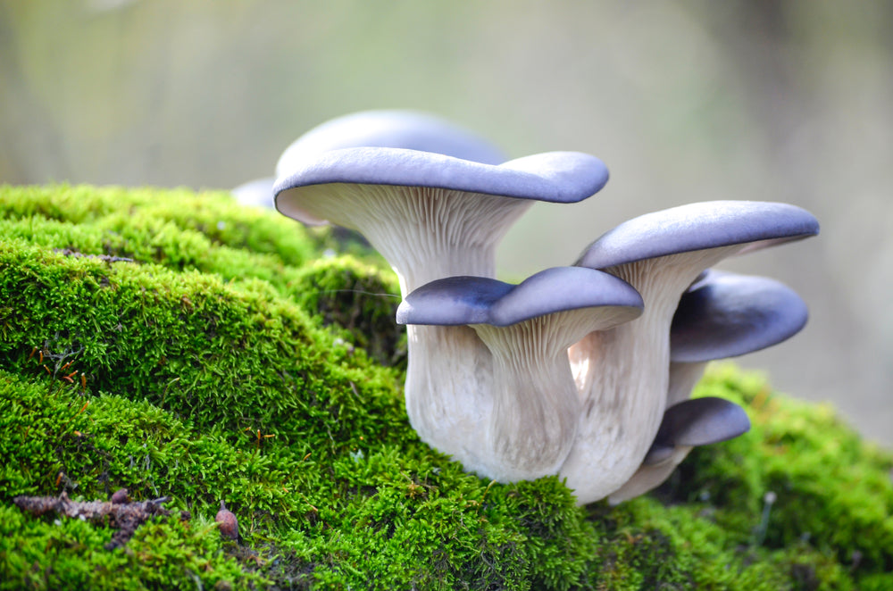Can You Build A Tolerance To Shrooms?