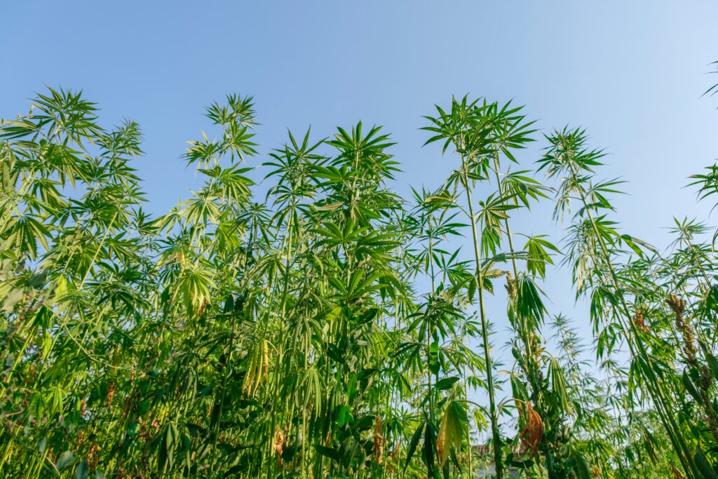 What is THC-P?