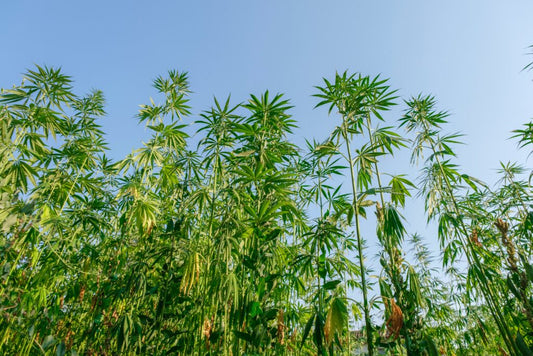 What is THC-P?