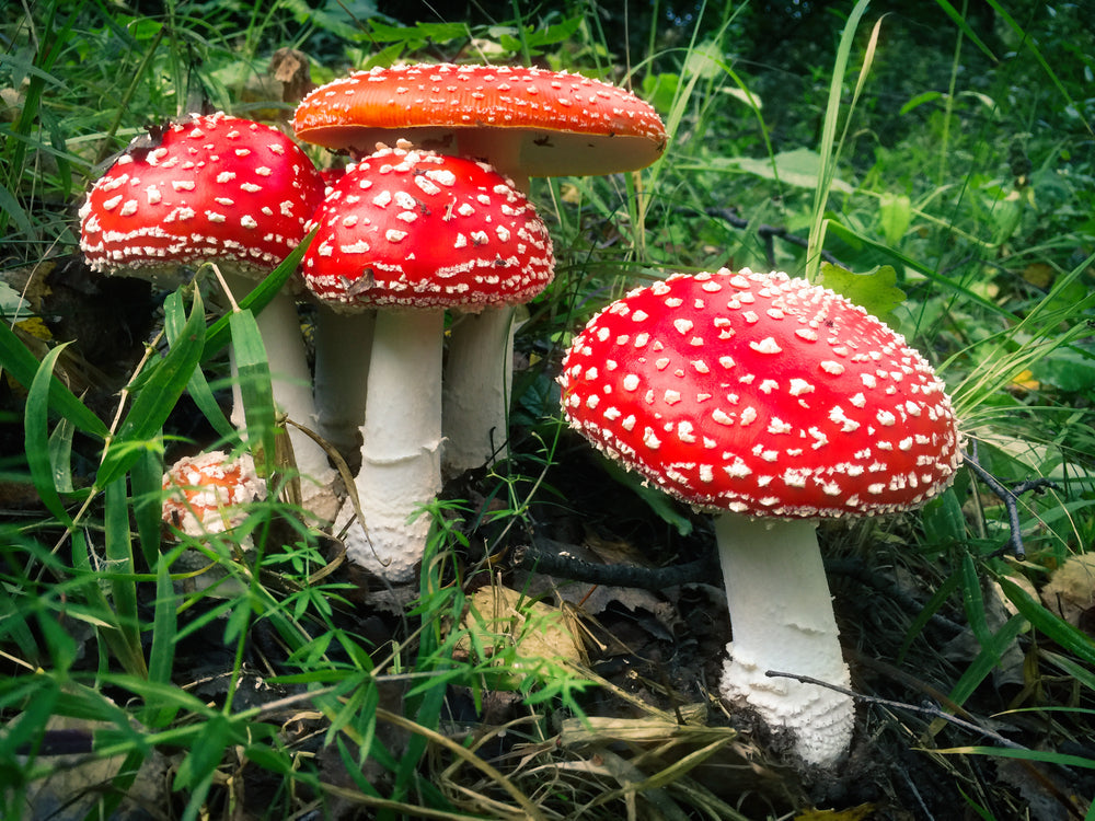 Your Guide to Amantia Muscaria Mushrooms & Ashwagandha
