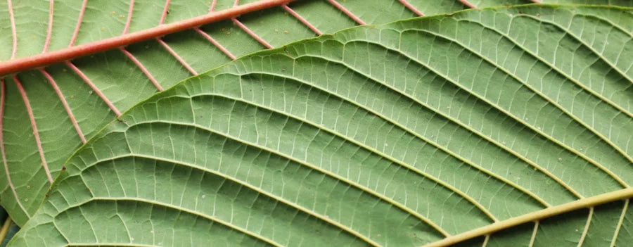 Does Kratom Show Up On Drug Tests? A Guide