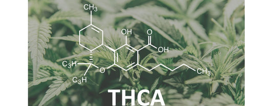 How Long Does THCA Stay in Your System? A Guide