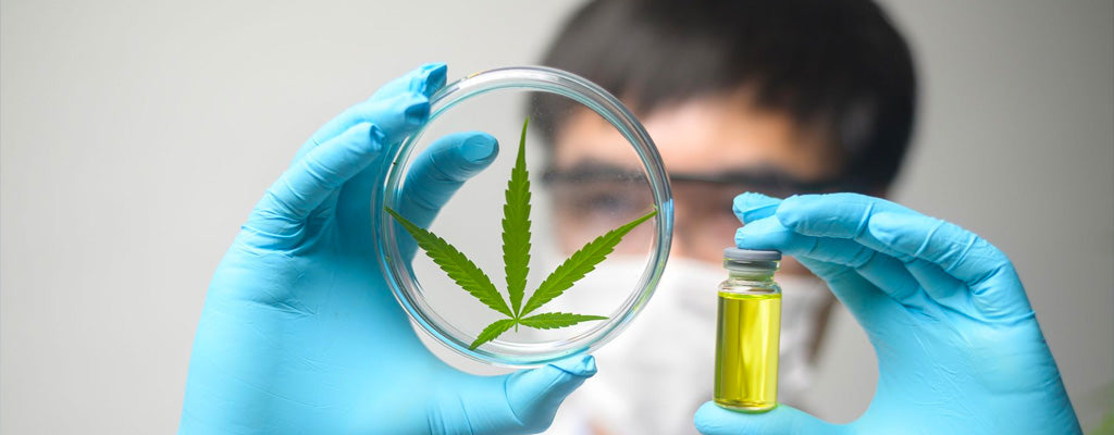 What is HHC-P? A Guide
